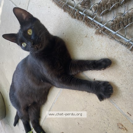 Photo de chat trouvé à Palau Del Vidre