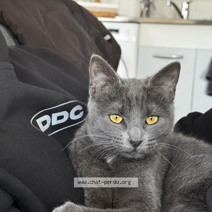 Photo 1/1 Billy Chat perdu à Nancy