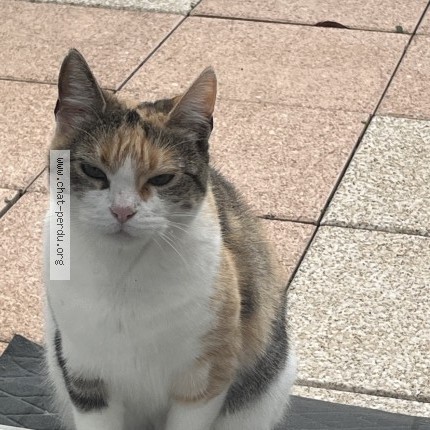 Photo 1/1 Rmesse Chat perdu à Souffelweyersheim