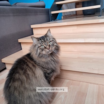 Photo de chat perdu à Nevers