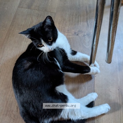 Photo 1/1 Minou Chat perdu à Bordeaux