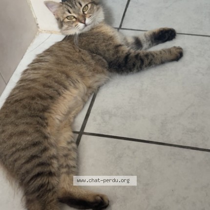 Photo de chat perdu à Argeles Sur Mer