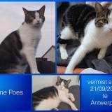 Kleine Poes