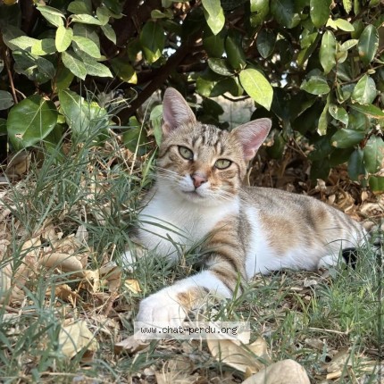 Photo 1/1 zadig Chat perdu à Ancone