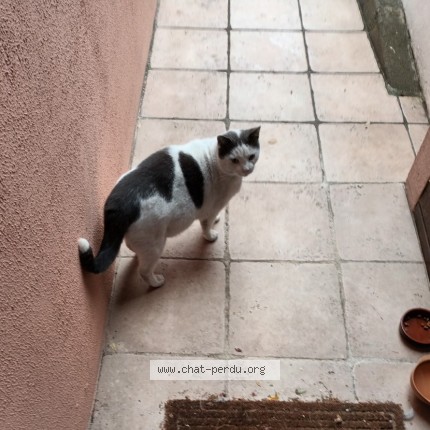 Photo 1/1 Chat trouvé Trouvé à Montesson