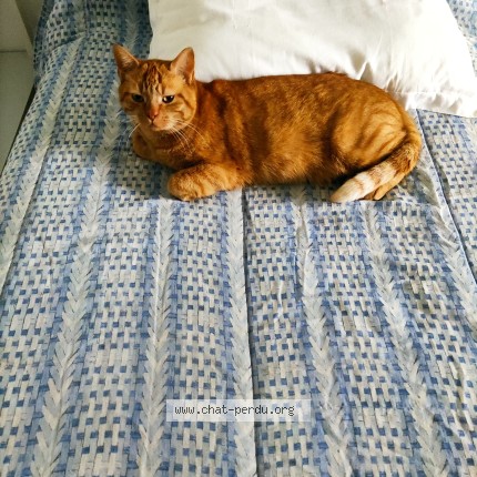 Photo de chat perdu à Saint Just Le Martel