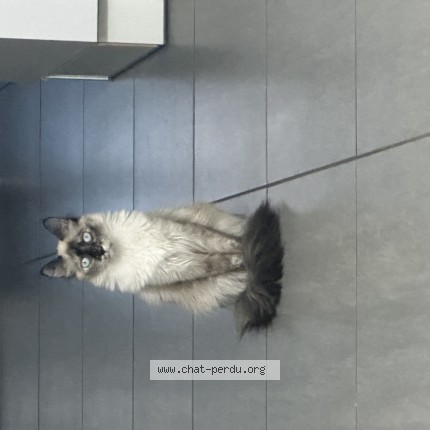 Photo de chat perdu à Vonnas