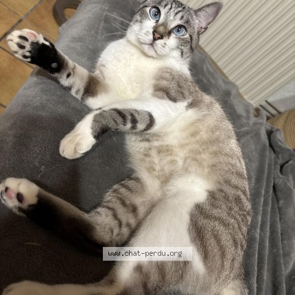 Photo 1/1 Chat retrouvé Perdu à La Rochebeaucourt Et Argentine