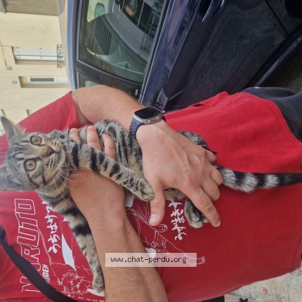 Photo de chat trouvé à Moret Loing Et Orvanne