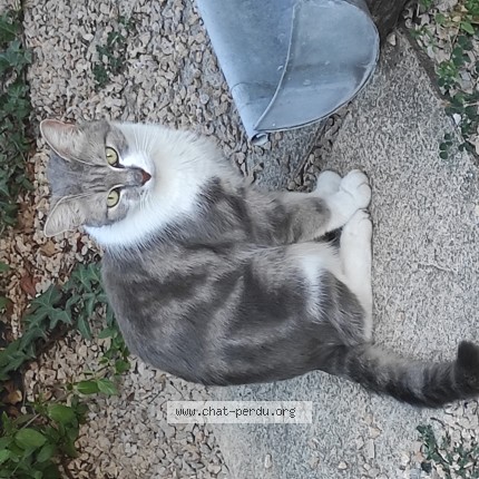 Photo 1/1 Chat trouvé Trouvé à Saint Cyr Au Mont D Or