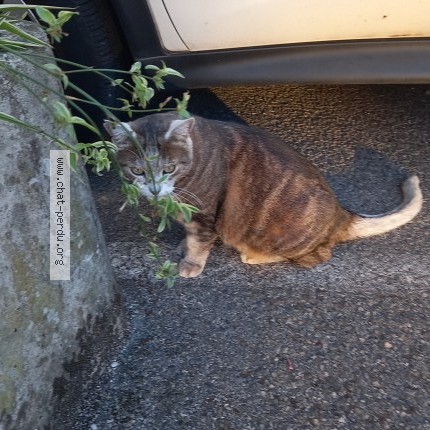 Photo 1/1 Chat trouvé Trouvé à Valence