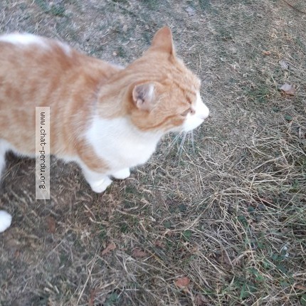 Photo 1/1 Chat trouvé Trouvé à Lavilleneuve Sur Vingeanne