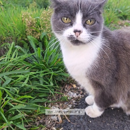 Photo de chat trouvé à Le Vieux Bourg
