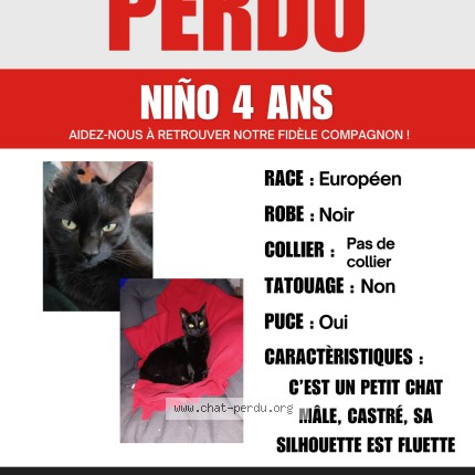 Photo 1/1 NIÑO Chat perdu à La Madeleine