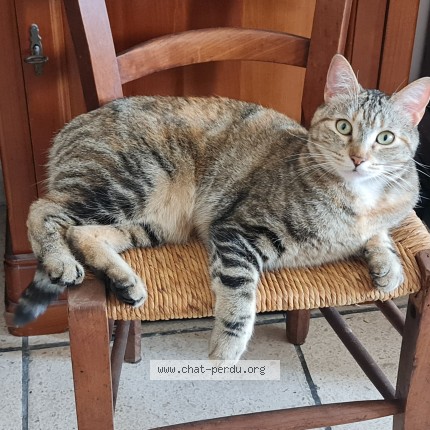 Photo 1/1 Chat retrouvé Perdu à Cannes