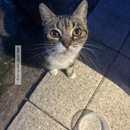 Photo 1/1 Chat trouvé Trouvé à Sartrouville