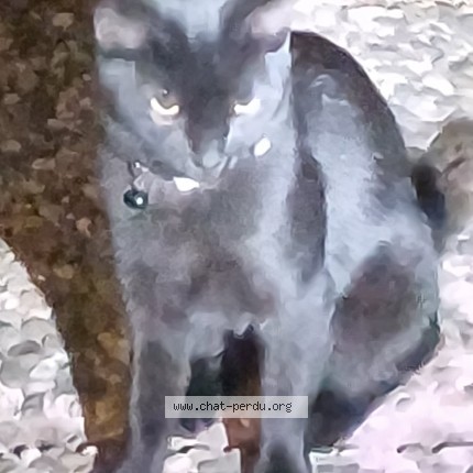 Photo de chat trouvé à Talence