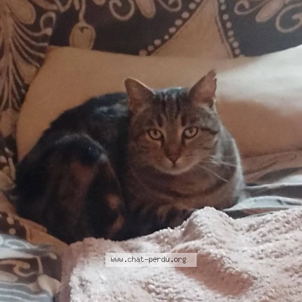 Photo 1/1 Ymir Chat perdu à Toulouse