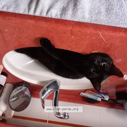 Photo de chat perdu à Malguenac