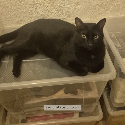 Photo 1/1 walter Chat perdu à Marseille
