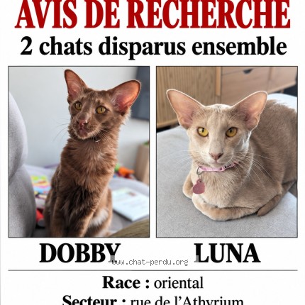 Photo de chat perdu à Ste Catherine De La J Cartier