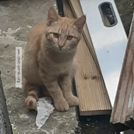 Photo 1/1 Chat trouvé Trouvé à Saint Joseph La Reunion