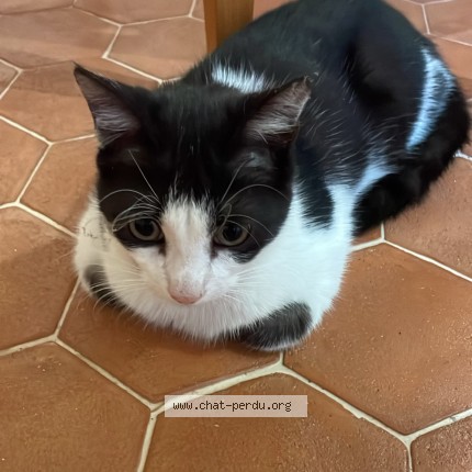 Photo 1/1 Chat trouvé Trouvé à Toulouse