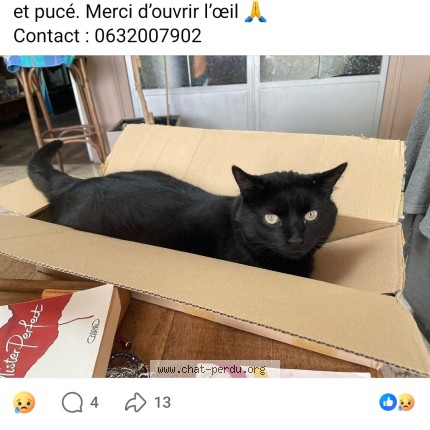 Photo 1/1 Wakou Chat perdu à Cerences