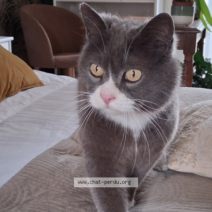 Photo de chat perdu à Marnay