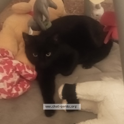Photo 1/1 Minos Chat perdu à Eveux