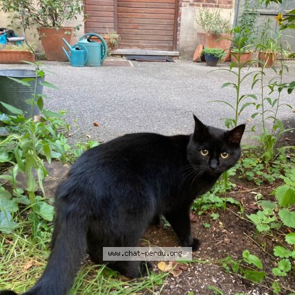 Photo 1/1 Ilfu Chat perdu à Molenbeek Saint Jean