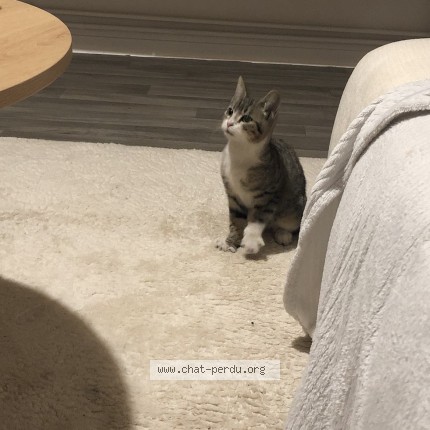 Photo de chat trouvé à Dardilly
