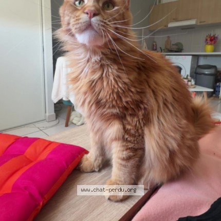 Photo 1/1 Bueno Chat perdu à Limoges