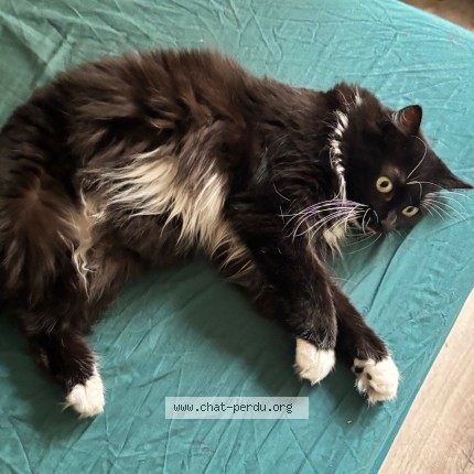 Photo de chat perdu à Lille