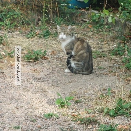 Photo de chat trouvé à Saint Pourcain Sur Sioule
