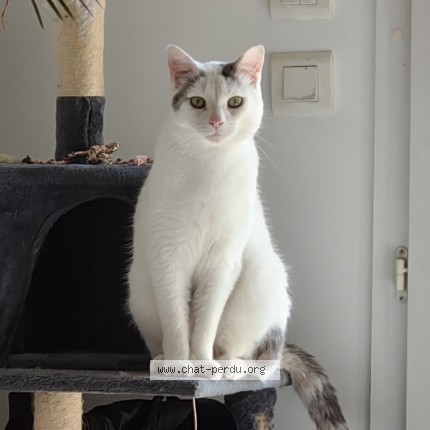 Photo de chat perdu à Villejuif