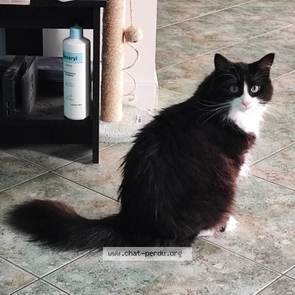 Photo de chat perdu à Canohes