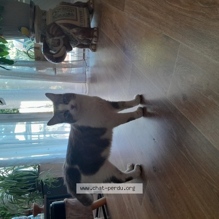 Photo de chat trouvé à Colomiers