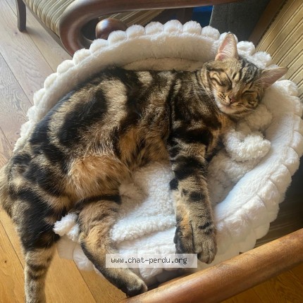 Photo de chat perdu à Paris
