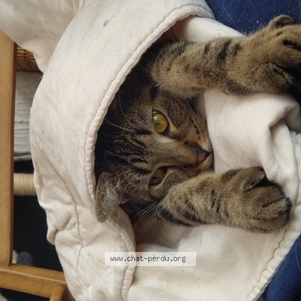 Photo de chat perdu à Coulogne