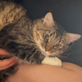 Mimi