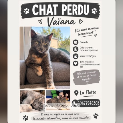 Photo de chat perdu à La Flotte