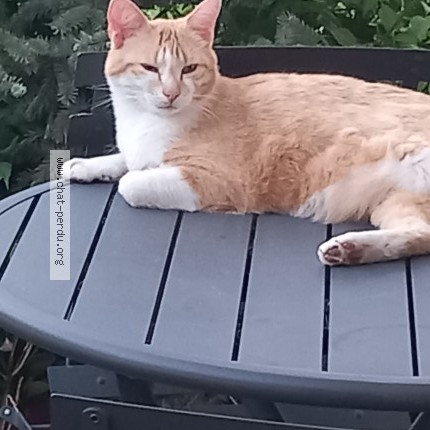 Photo de chat perdu à Esvres Sur Indre