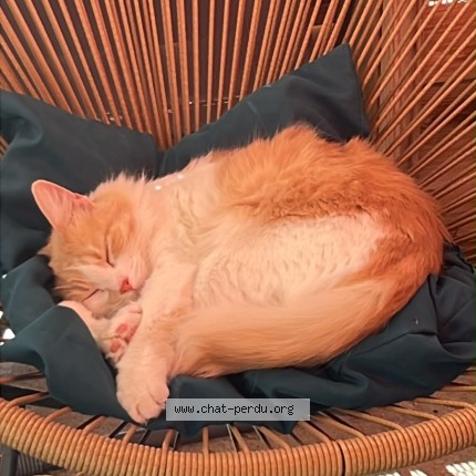 Photo de chat perdu à Grenoble