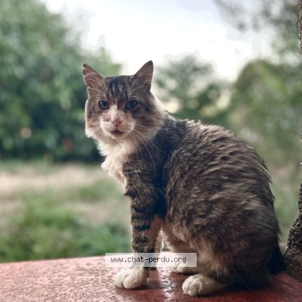 Photo 1/1 Chat trouvé Trouvé à Bazouges La Perouse