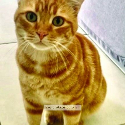 Photo de chat perdu à Saint Coulomb