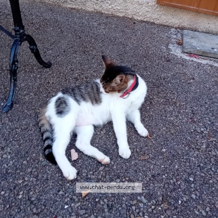 Photo de chat trouvé à Orgelet
