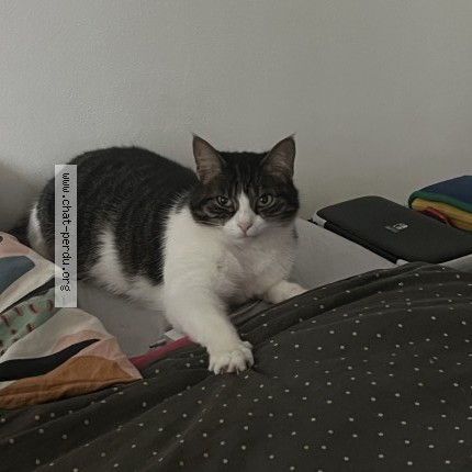Photo 1/1 Chat retrouvé Perdu à Lyon 09