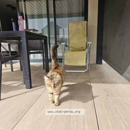 Photo de chat trouvé à Brissac