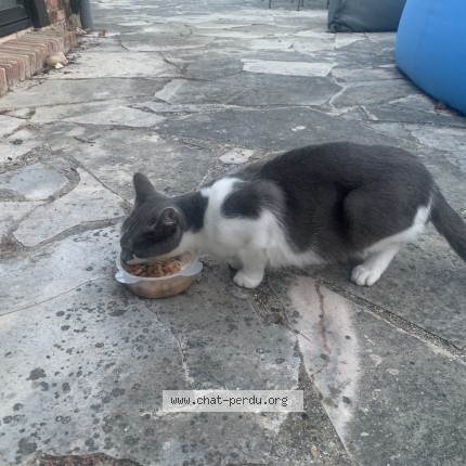 Photo 1/1 Fleur Chat perdu à Neuvy Sur Barangeon